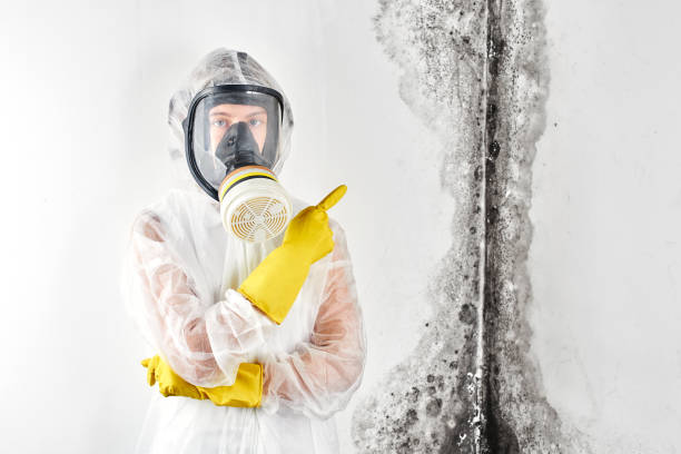 Best Mold Damage Restoration in Blue Ridge, GA