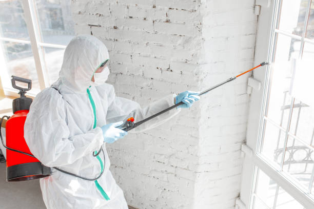 Professional Mold Removal in Blue Ridge, GA